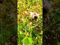 Bees pollinate flowers
