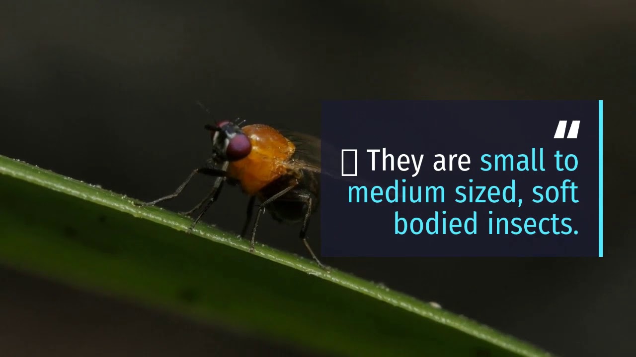 Order -Diptera characteristics