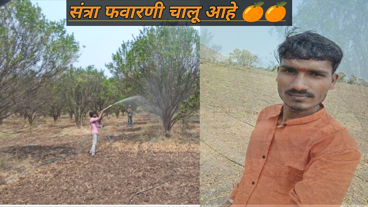 संत्रा फवारणी चालू आहे// कशी केली ती पाहा पूर्ण व्हिडिओ 🍊🍊//marathi vlog 