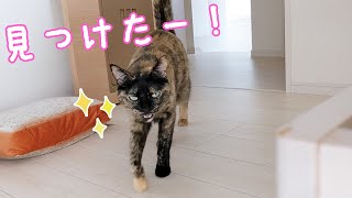 ママが隠れてもすぐに見つけてしまう甘えん坊なサビ猫