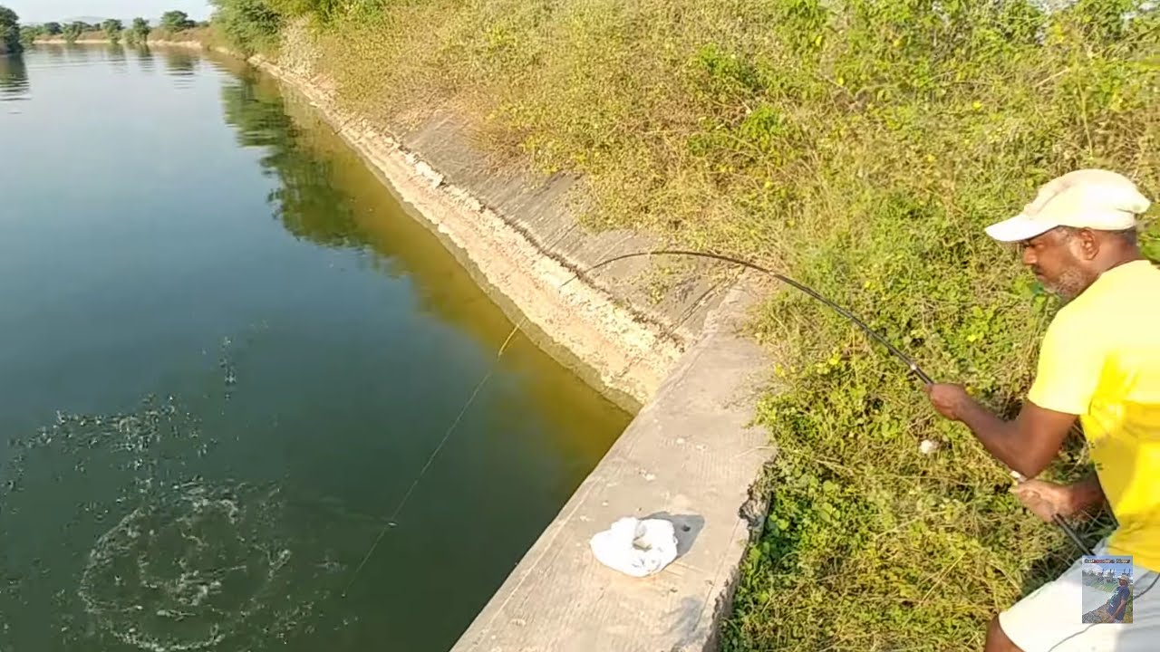 Amazing hook fishing | Catching rohu fishes