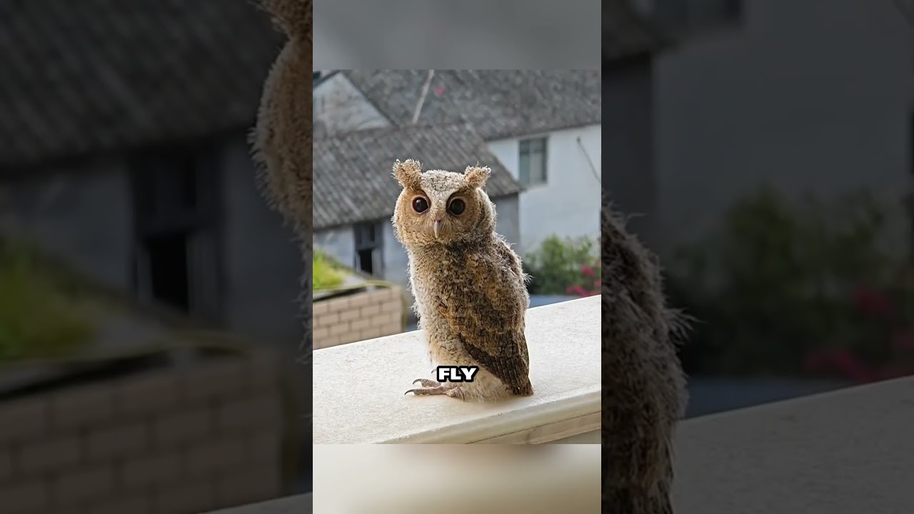 The man saved the owl from harm and nursed it back to health at his home