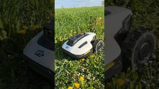 Mähroboter bei nassem Untergrund Mammotion YUKA Mini #mammotion #yuka #mini #mähroboter #rasenmäher