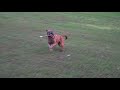 The crazy energy and beauty of a mountain cur dog