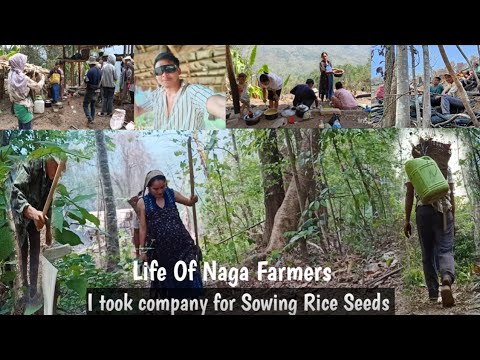 Season Of Sowing Rice Seeds Naga Village Life💥Life Of Farmers Rural Area