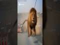 Giant lion  attack #foryou #soralife #lion #attack #giant #bigcat #cctv #shorts #shortvideo