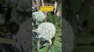 Does anyone know about Buah Nona? If Srikaya knows #fruit #buah #srikaya #fyp #fruitfarmers #buah...