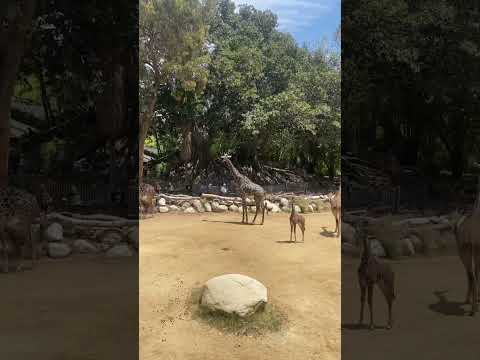 Videó: Állatkert Los Angelesben