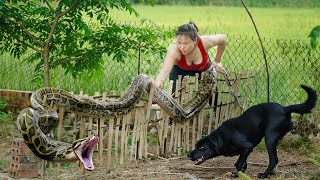 Download Lagu Brave Girl Catches Giant Python 🐍 Using Primitive Bamboo Trap! 100% effective – Farm Animal Rescue! MP3 Download Lagu Brave Girl Catches Giant Python 🐍 Using Primitive Bamboo Trap! 100% effective – Farm Animal Rescue! MP3