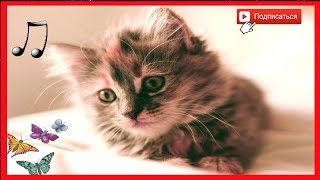 музыка предназначена для кошек 🐱 расслабляющая музыку спать беспокойные кошка 2020 #RUмузыка by #RUмузыка 65,619 views 4 years ago 26 minutes