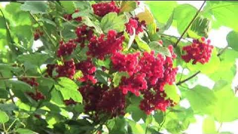 Headway Advanced Unit 11 #Video 5th Edition