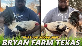 Joe Goode Grey Ronnie Bryant Farm Texas - Beautiful Birds