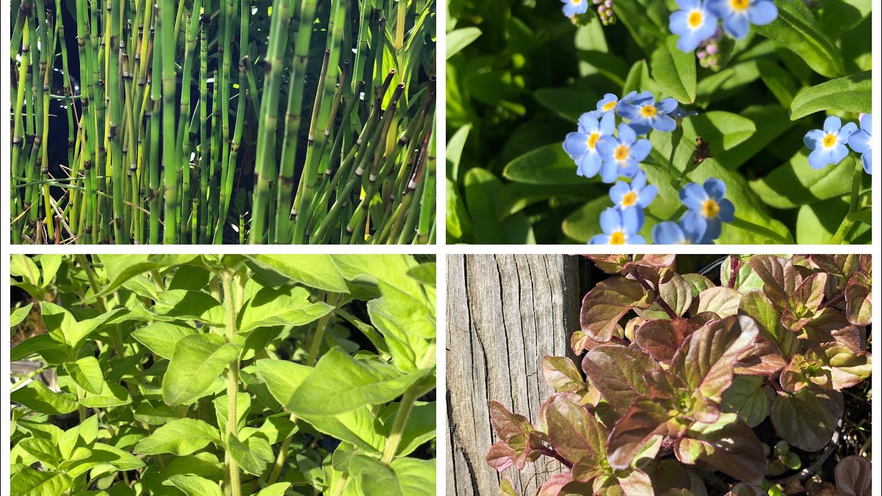 Fish Farm | Aquatic Plants| Farm Updates