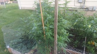 Grower Deacon Dave indoor and outdoor cannabis grow in Mo 9/4/21 part 1