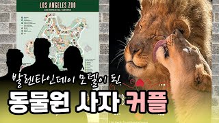 발렌타인데이 모델이 된 동물원 사자 커플의 특별한 사랑