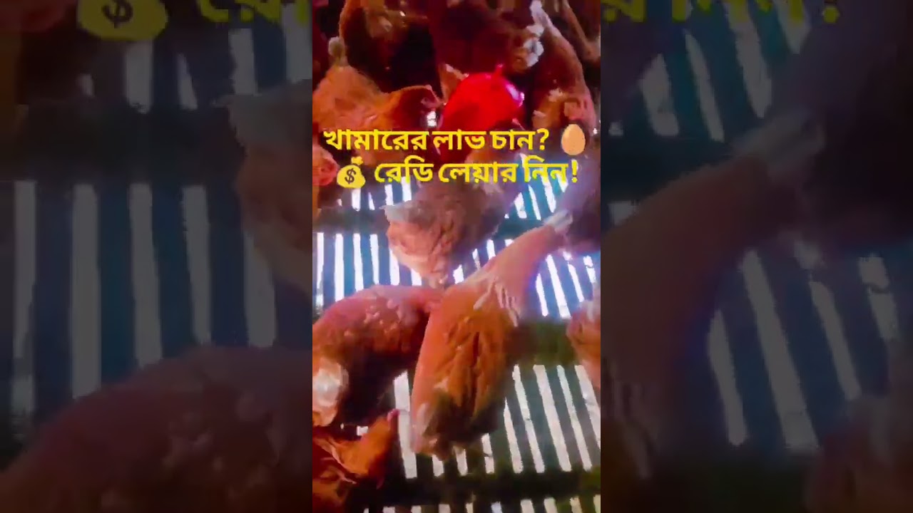 খামারের লাভ চান? 🥚💰 রেডি লেয়ার নিন!