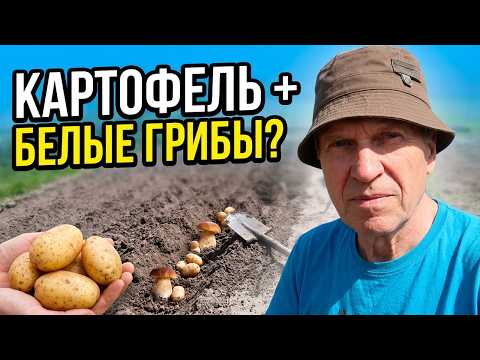 How to Grow Plenty of Porcini Mushrooms Along With Potatoes
