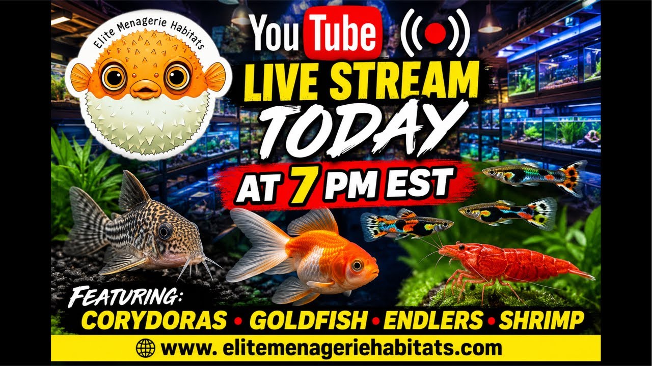 🔥Freshwater Unboxing: Thai Oranda Goldfish, Laser Corys & Endlers  at Elite Menagerie with Aquafunk