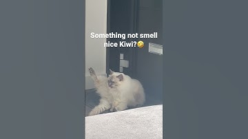 Does anyone else’s cat make this face? 🤣 #cat #ragdoll #catbreed #ragdolls #cute #shortvideo