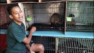 MENJINAKKAN MUSANG PANDAN DEWASA'....!!!!