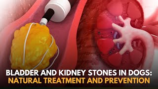 Bladder and Kidney Stones and Crystals in Dogs  Natural Treatment and Prevention