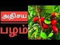 Miracle fruit|மூலிகைச் செடிகள்| Miracle Berry| All About Miracle Fruit| Berry taste test