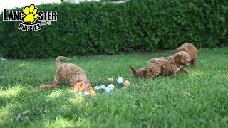 Wonderful Cavapoo Puppies