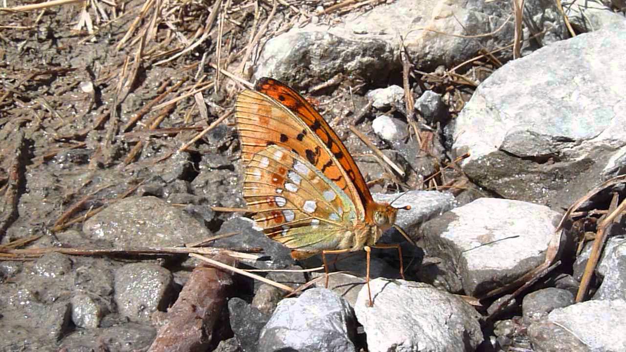 Argynnis adippe (Moyen Nacré) male boit