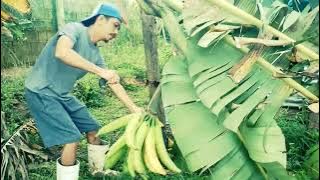 NAGTUBA UG SAGING TINDOK/SINANGIL/BIG BANANA