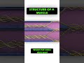 #MuscleStructure #SkeletalMuscle #Myofibril #Sarcomere #MuscleFiber #NEETPGPrep #MuscleAnatomy