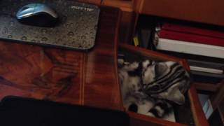 Dreamy, my British shorthair kitty: a comfortable place for cleaning by Dreamy Cat 15 views 7 years ago 57 seconds