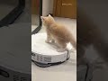 😹 Kitten’s Reaction to a Vacuum Cleaner Is Priceless! #ScaredyCat, #CuteAnimals, #PetReactions