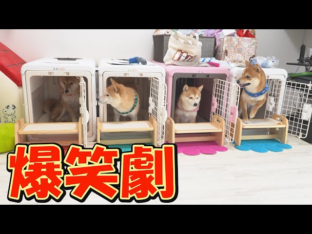 特大豆柴師匠 特大豆柴師匠 The mischievous Shiba Inu dogs were a constant