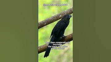 this bird shares its nests