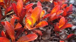 Video thumbnail of "Yön hiljaisuudessa   Rauli Badding Somerjoki (silence of the night)"