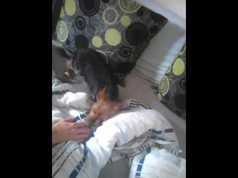 Video: Je Môj Pes Na Mňa Naštvaný?