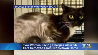 Women Charges After 56 Cats Removed From New Castle County Home
