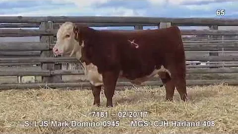 Lot 65 ~ H5 0945 Domino 7181 ET