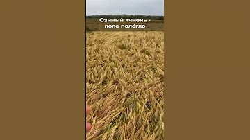 Озимый ячмень - поле полегло