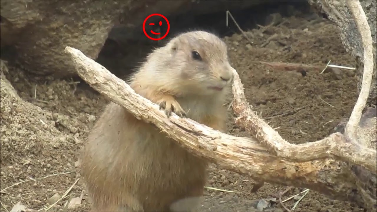 一匹だけ熱心に巣作りするプレーリードッグ Prairie Dog Youtube
