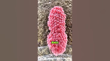 Don’t Ignore These Pink Clusters Near Water