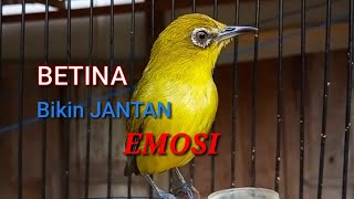 Suara Pleci BETINA Untuk Memancing EMOSI Pleci JANTAN