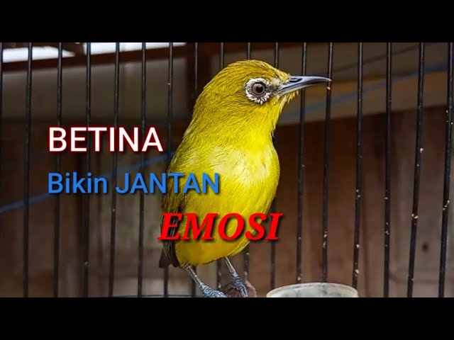 Suara Pleci BETINA Untuk Memancing EMOSI Pleci JANTAN class=