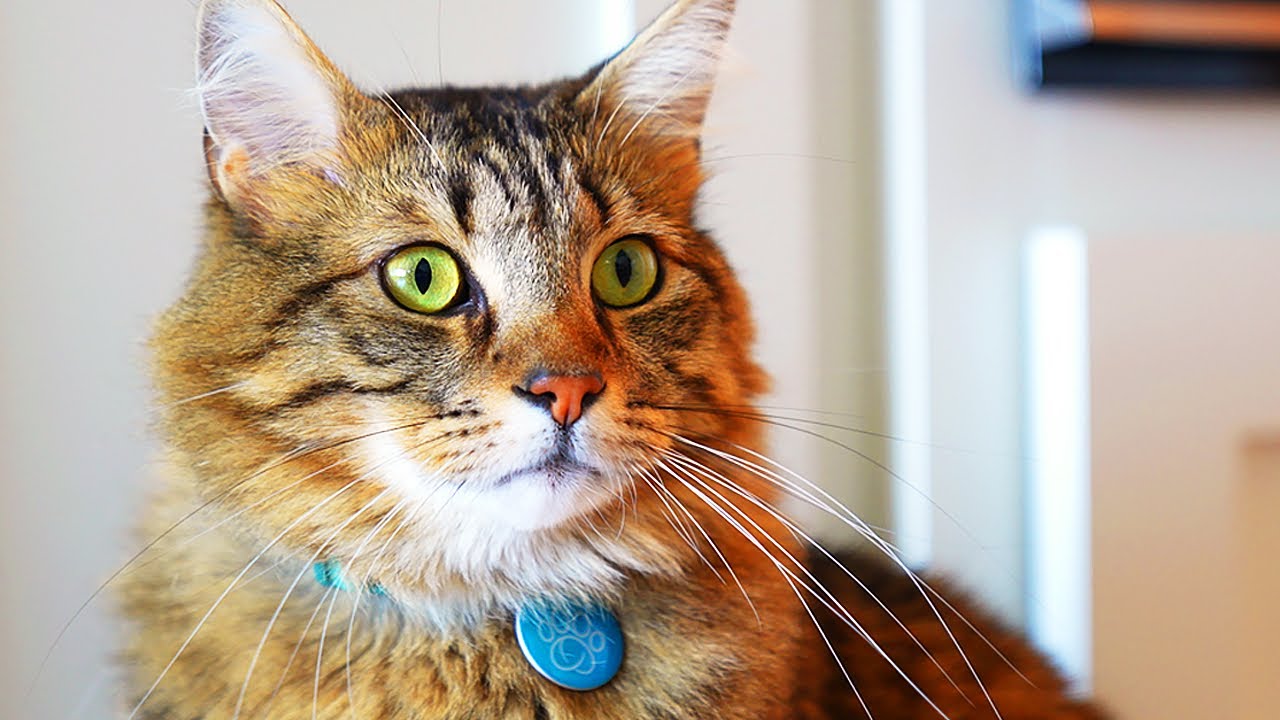 A Documentary About My Cat | with AI David Attenborough