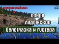 Русская рыбалка 4(рр4) - Ладожское озеро. Белоглазка, густера и синец.
