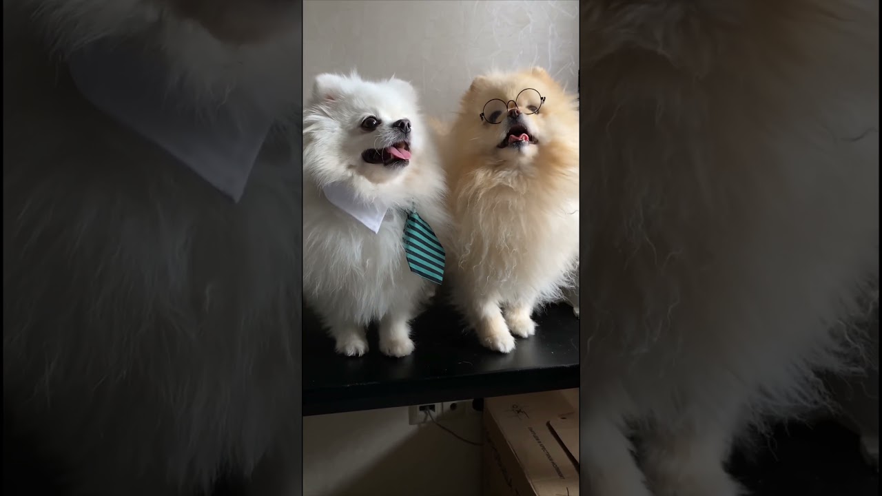 Читаем вместе с Ларри и Ронни 