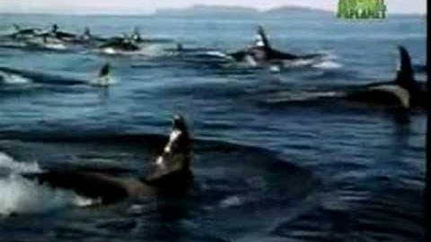 Orca music video