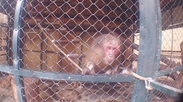 Vườn thú - Thiên đường Bảo Sơn