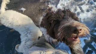 Checking in with our older pups...snow much fun!