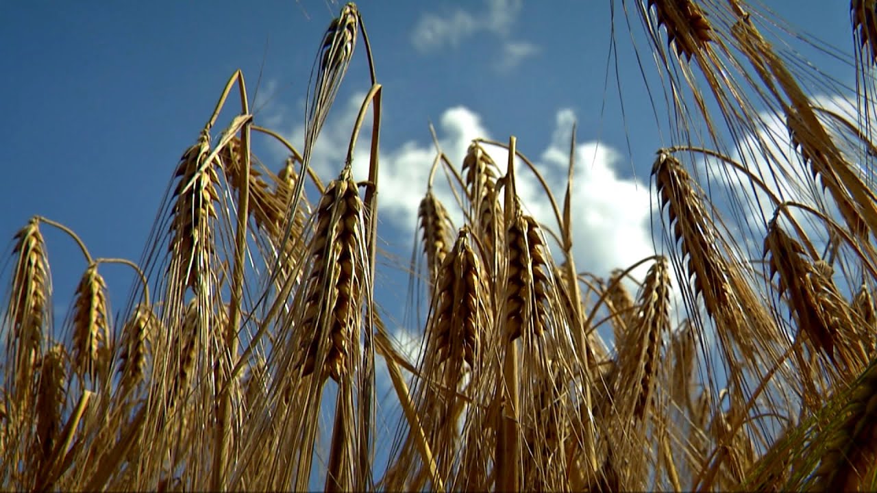 проект кубань житница россии. кубань житница россии кубань жемчужина россии. житница страны. хоз деятельность степная. житница страны.